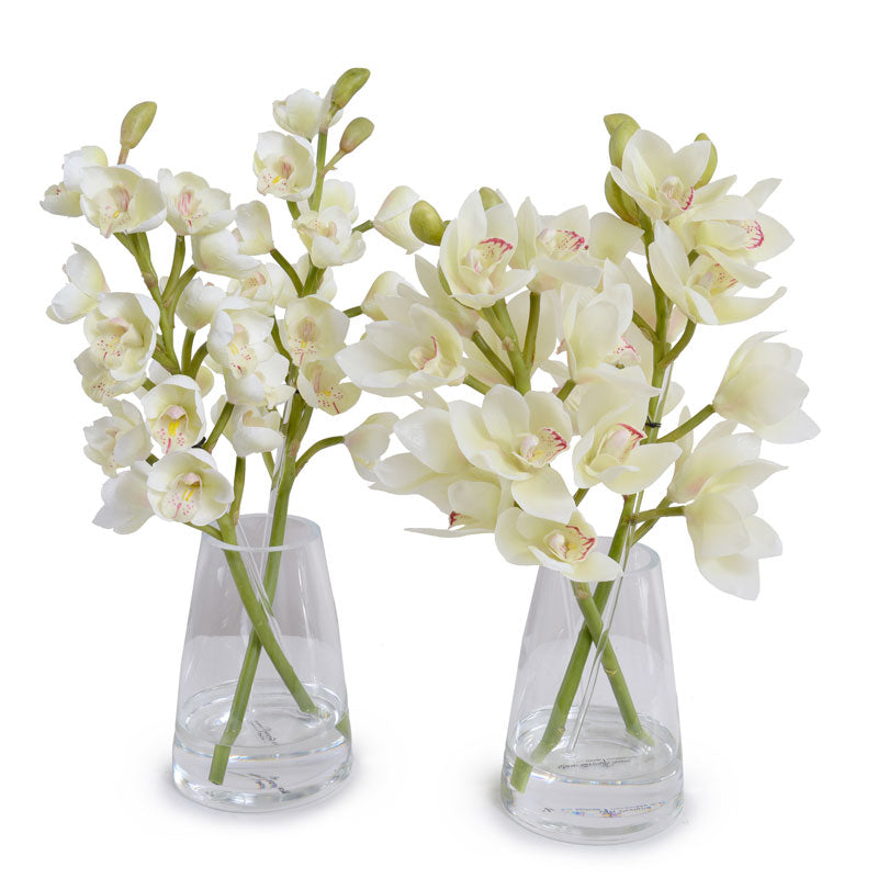 Cymbidium Orchid in Glass - White