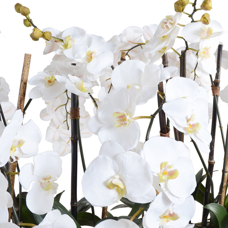 Phalaenopsis Orchid Flowerscape - White