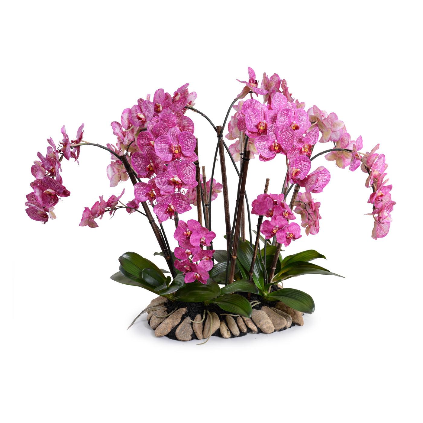 Phalaenopsis Orchid Flowerscape - Fuchsia