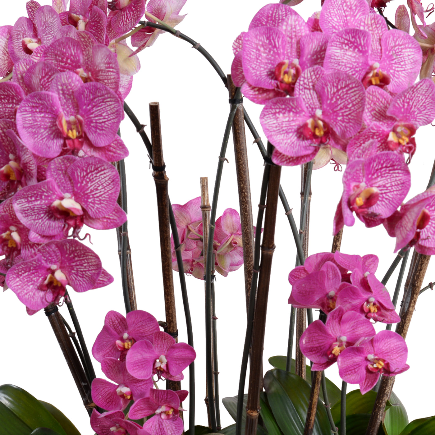 Phalaenopsis Orchid Flowerscape - Fuchsia