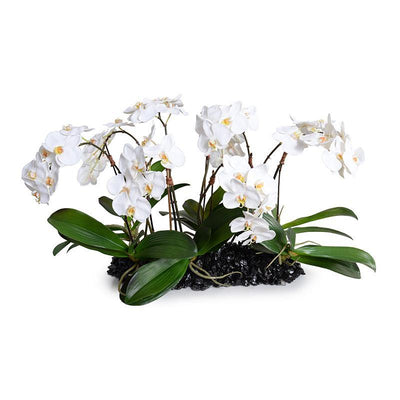 Phalaenopsis Orchid Flowerscape - White - New Growth Designs