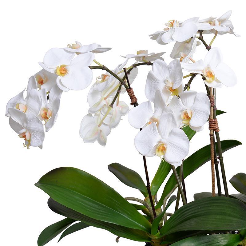 Phalaenopsis Orchid Flowerscape - White - New Growth Designs