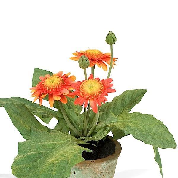 Gerbera Daisy - Orange - New Growth Designs