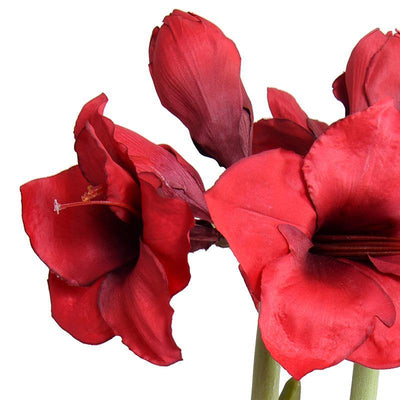Amaryllis in Mirror Vase - Red - New Growth Designs