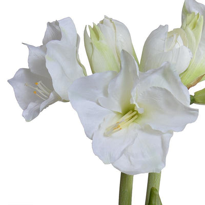 Amaryllis Plant in clay pot - White - New Growth Designs