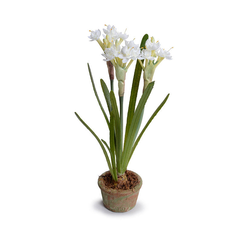Paperwhite Narcissus in our Hand Made Terracotta Mini-Pot – New Growth ...