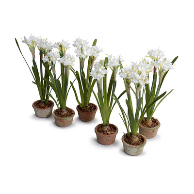 Paperwhite Narcissus in our Hand Made Terracotta Mini-Pot