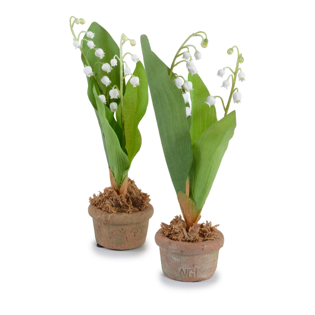 can you plant lily of the valley in pots Lily of the Valley Mini-Pot 10"H – New Growth Designs