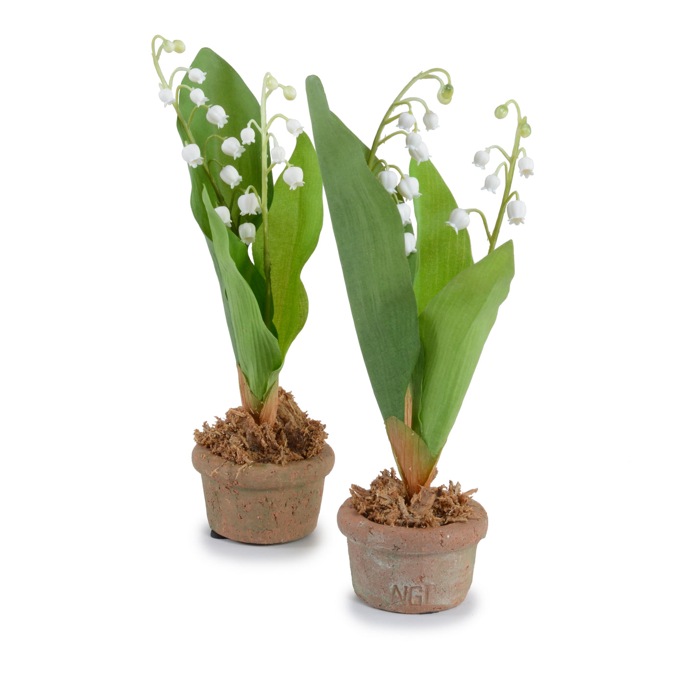 planting lily of the valley in pots Lily of the Valley Mini-Pot 10"H – New Growth Designs
