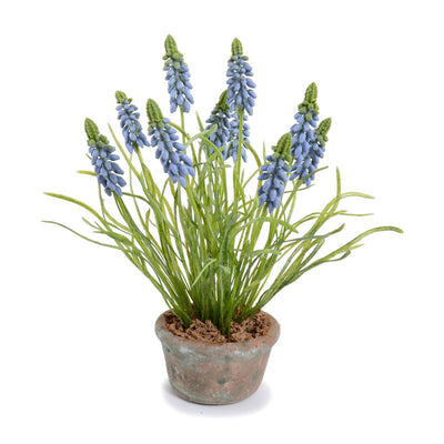 Artificial Grape Hyacinth Blue Indoor in Terracotta Pot 10 Inches Tall - New Growth Designs