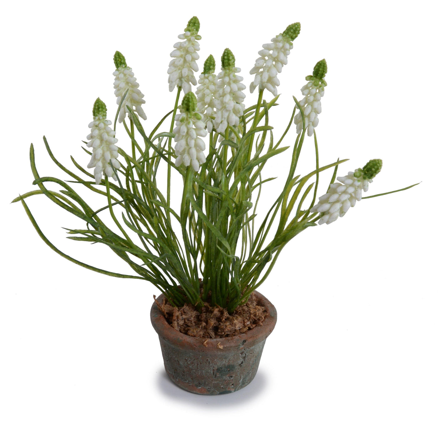 Grape Hyacinth in Terracotta - White - New Growth Designs