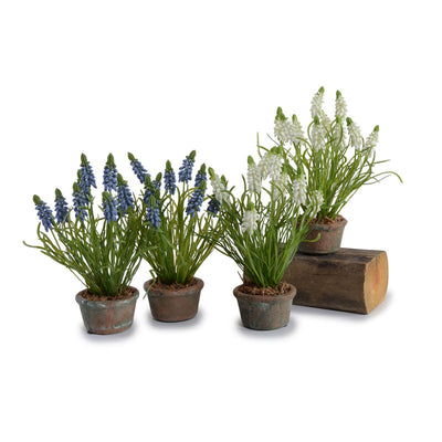 Grape Hyacinth - New Growth Designs