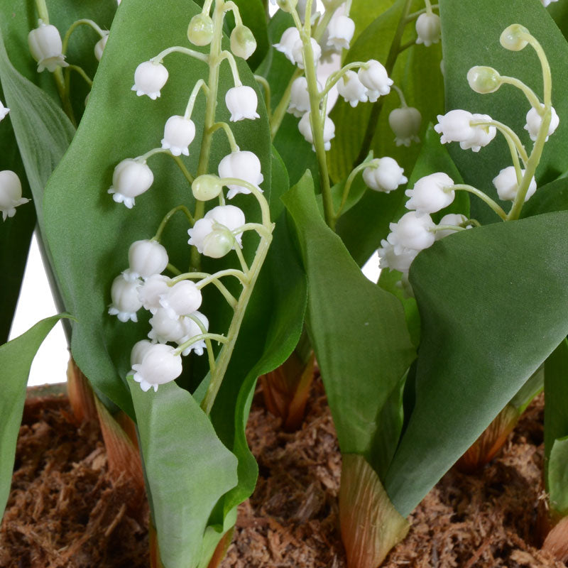 Lily of the Valley 11