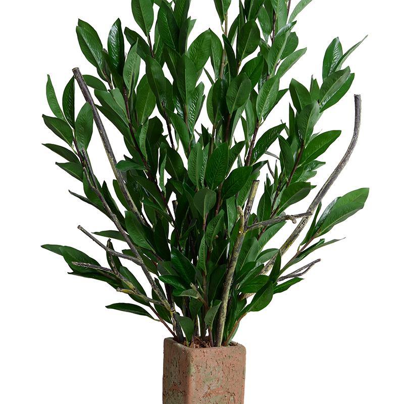 Camellia Branches in Column, 50"H - New Growth Designs