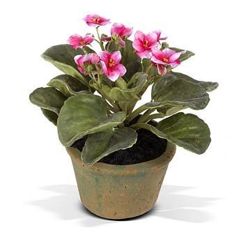 African Violet - Fuchsia - New Growth Designs
