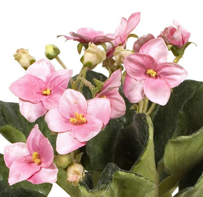 African Violet - Pink - New Growth Designs