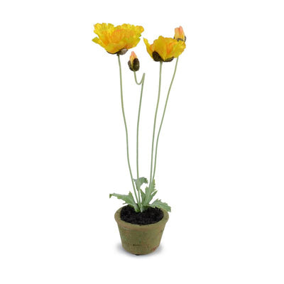 Poppy Plant - Yellow