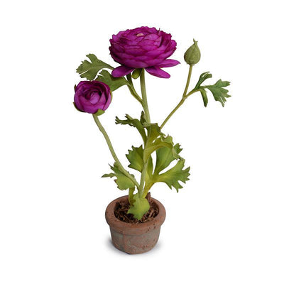 Ranunculus Mini Pot - Fuchsia - New Growth Designs