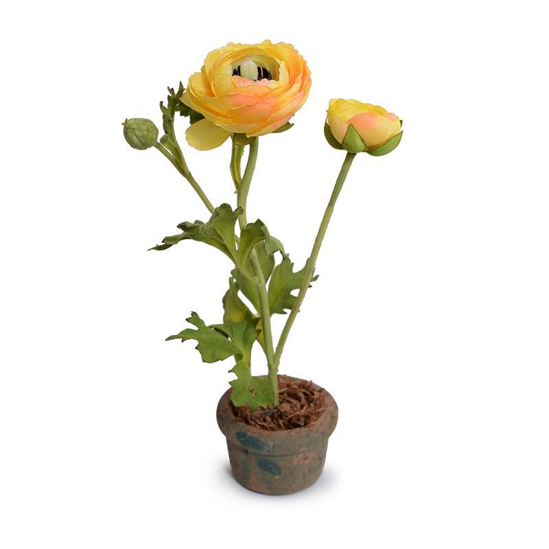 Ranunculus Mini Pot - Gold - New Growth Designs