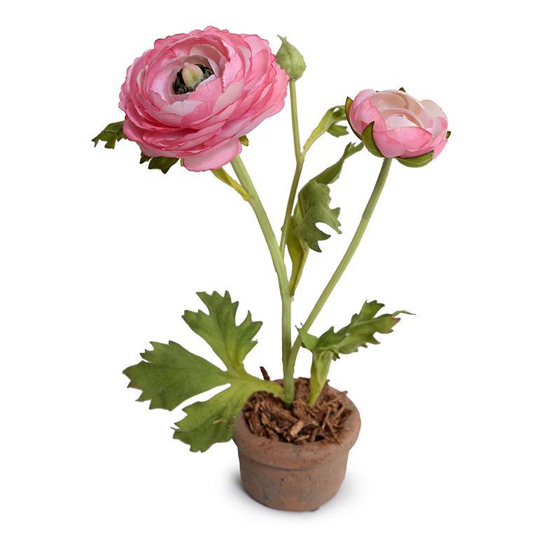 Ranunculus Mini Pot - Pink - New Growth Designs