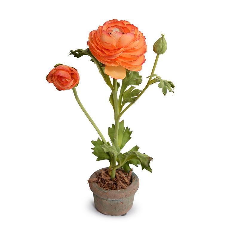 Ranunculus Mini Pot - Orange - New Growth Designs