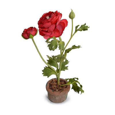 Ranunculus Mini Pot - Red - New Growth Designs