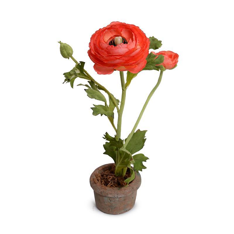 Ranunculus Mini Pot - Red-Orange - New Growth Designs