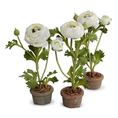 Ranunculus Mini Pot - White - New Growth Designs