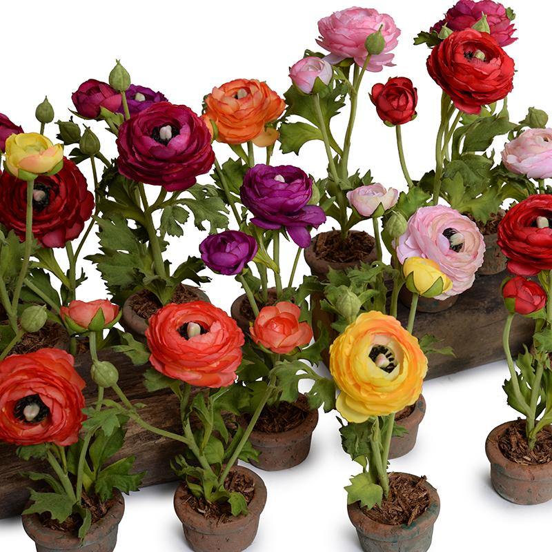 Ranunculus Mini Pot - Red - New Growth Designs