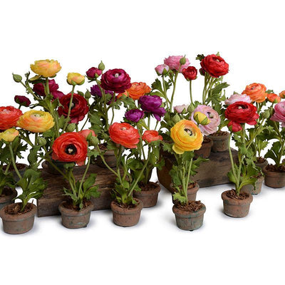 Ranunculus Mini Pot - Red-Orange - New Growth Designs