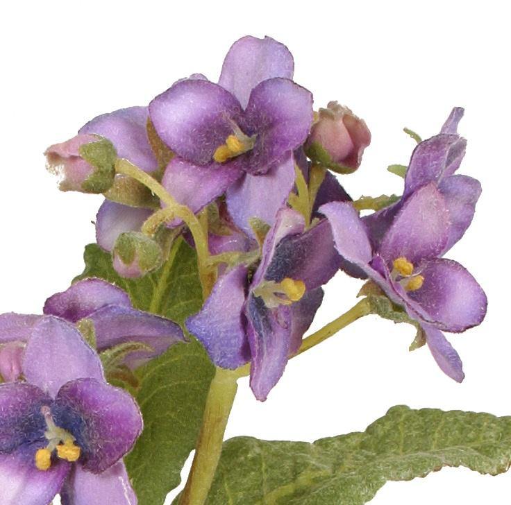 Aricula Mini Pot - Violet - New Growth Designs
