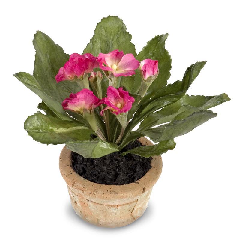 Primula Mini Pot - Fuchsia - New Growth Designs