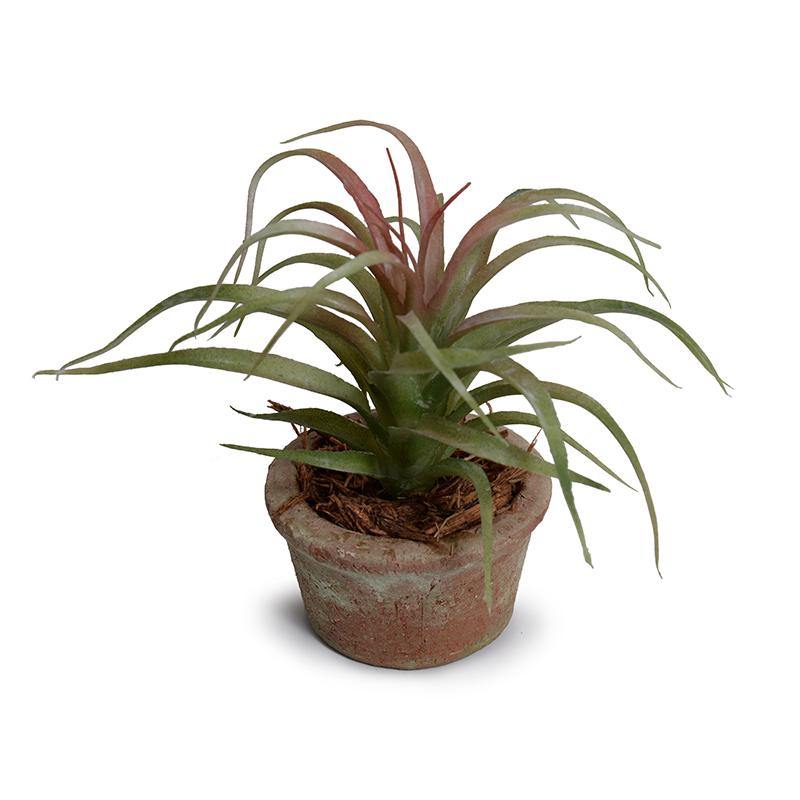 Succulent - Spider Potted - New Growth Designs