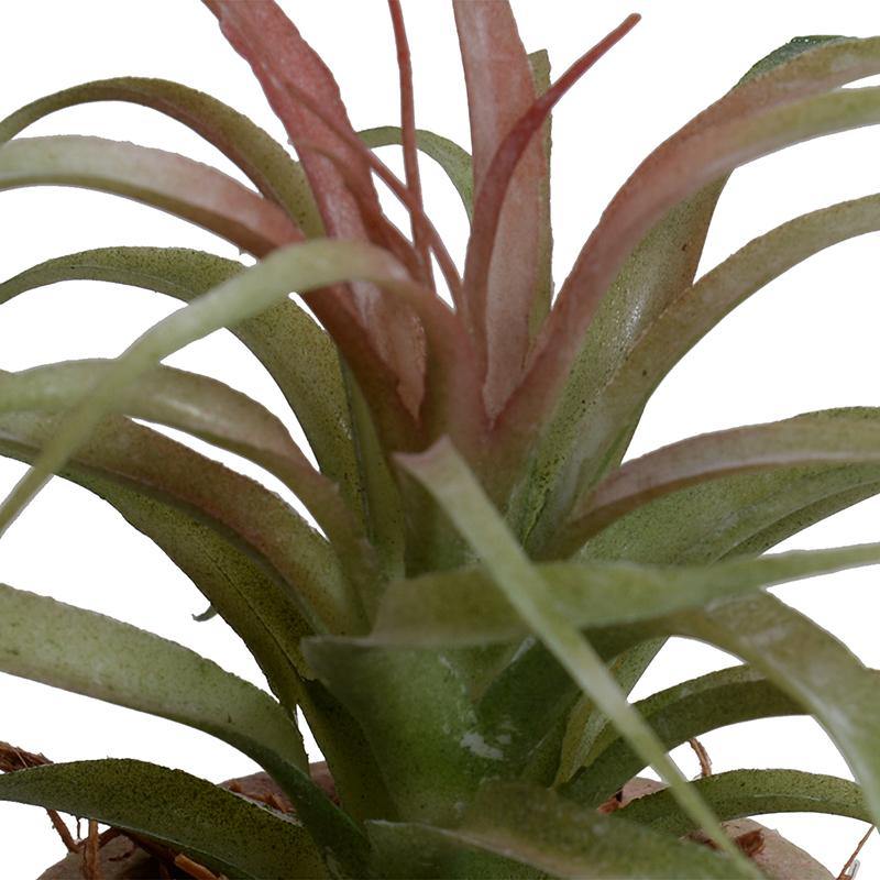 Succulent - Spider Potted - New Growth Designs