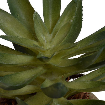 Succulent - Sedum Potted - New Growth Designs