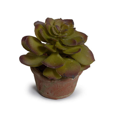 Succulent - Echeveria Potted - New Growth Designs