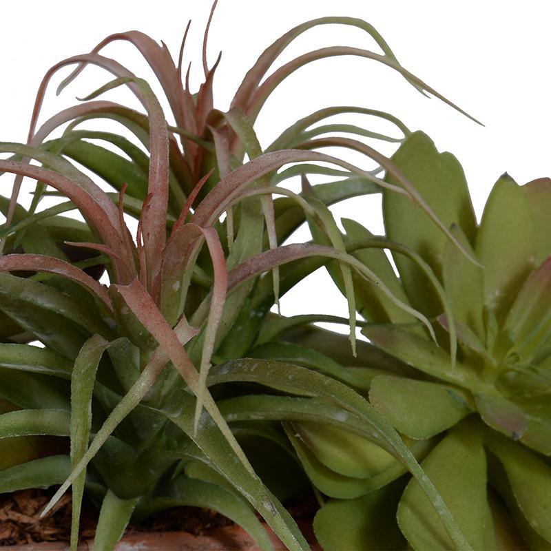 Sedum, Spider,Echeveria Succulent Planter - New Growth Designs