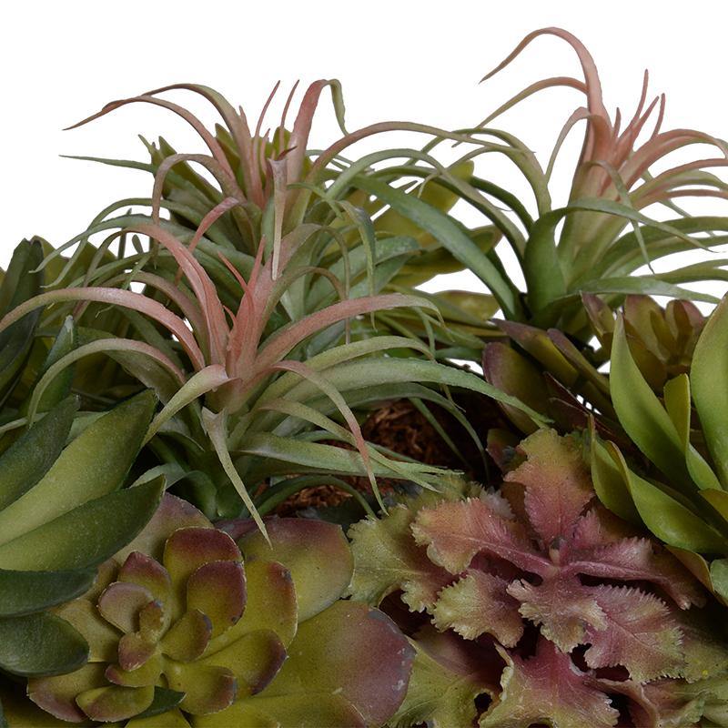 Sedum, Spider, Echeveria Succulent Arrangement - New Growth Designs