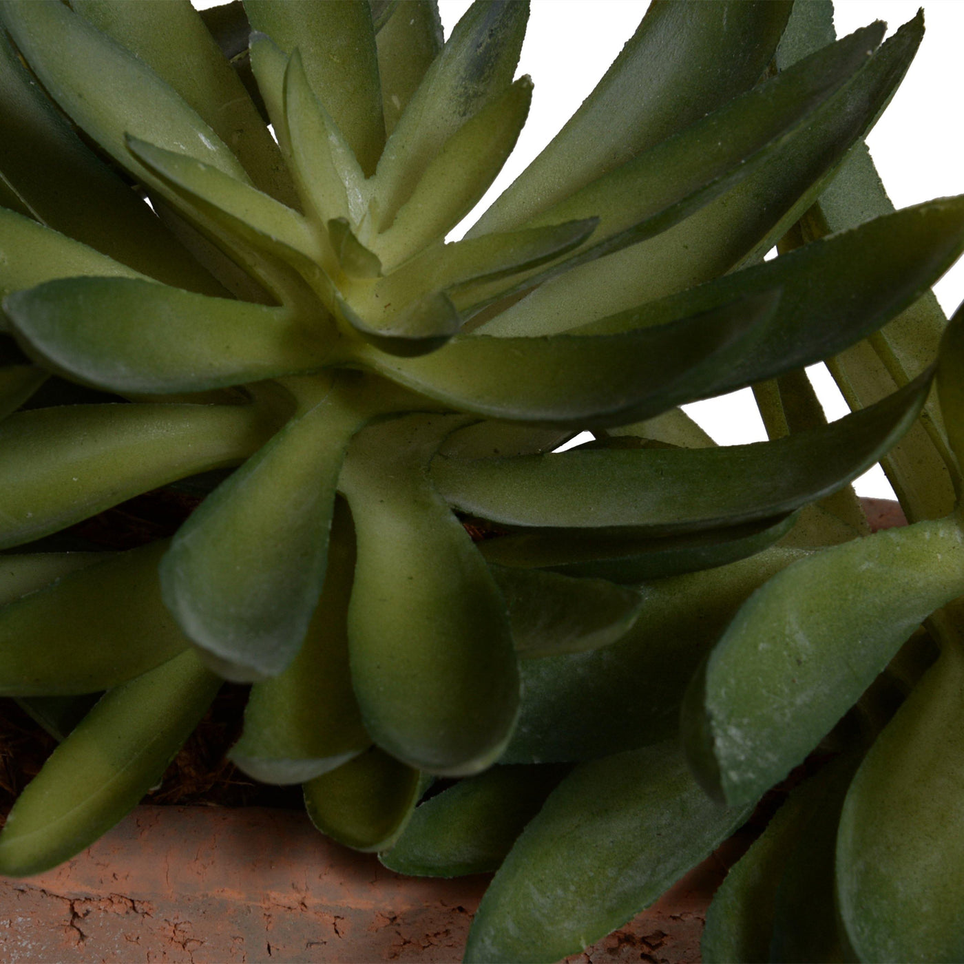 Sedum Succulent Planter - New Growth Designs