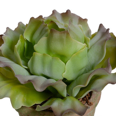 Cabbage Succulent in Rustic Terracotta Pot - Green Brown - New Growth Designs