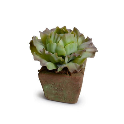 Cabbage Succulent in Rustic Terracotta Cube - Green Brown - New Growth Designs