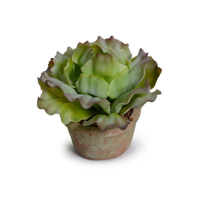 Cabbage Succulent in Rustic Terracotta Pot - Green Brown - New Growth Designs