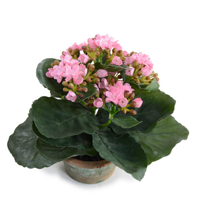 Kalanchoe (Small) - Pink - New Growth Designs