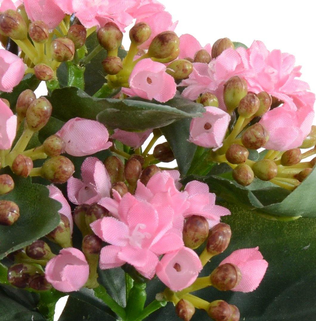 Kalanchoe (Small) - Pink - New Growth Designs
