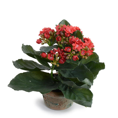 Kalanchoe (Small) - Red - New Growth Designs