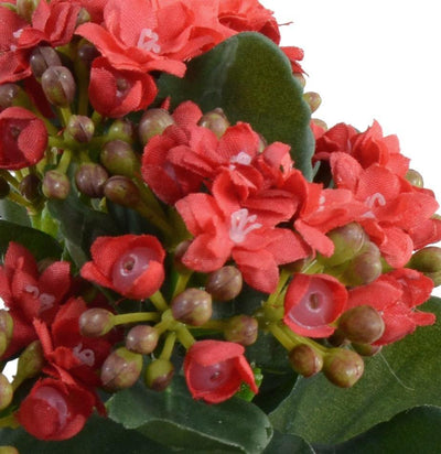 Kalanchoe (Small) - Red - New Growth Designs