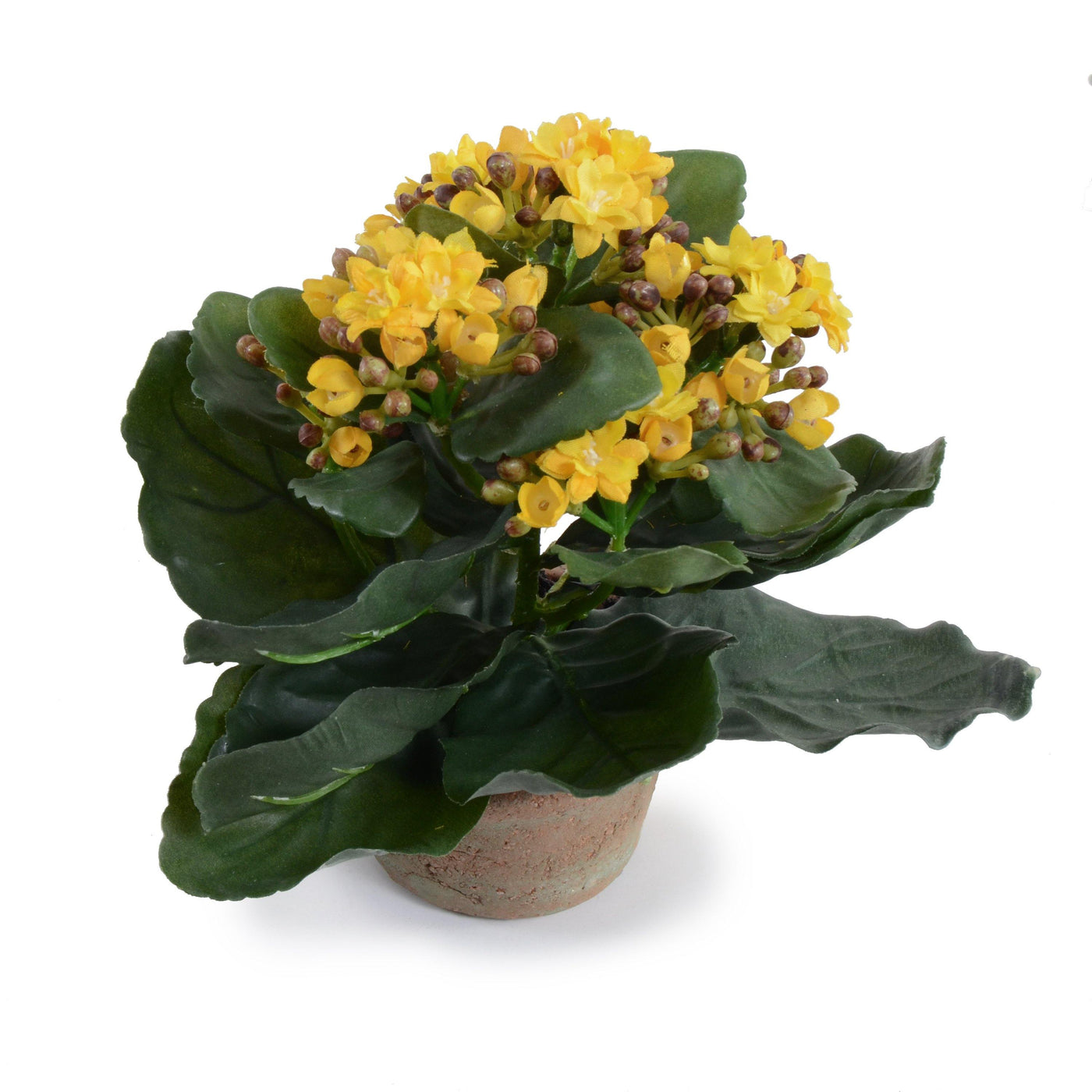 Kalanchoe (Small) - Yellow - New Growth Designs