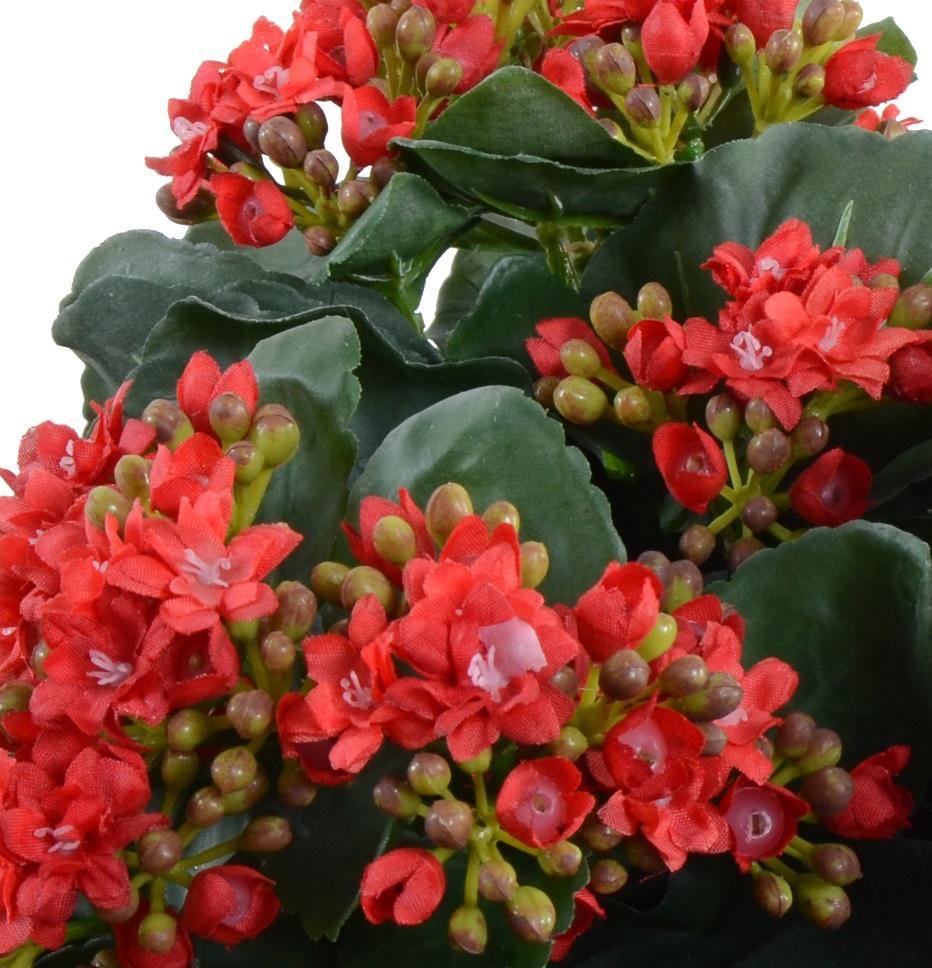Kalanchoe Plant - Red - New Growth Designs
