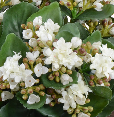 Kalanchoe Plant - White