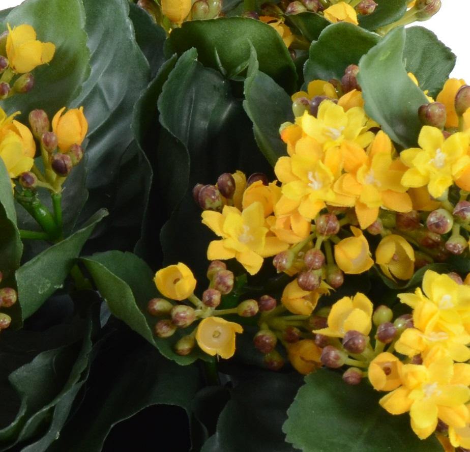 Kalanchoe Plant - Yellow - New Growth Designs